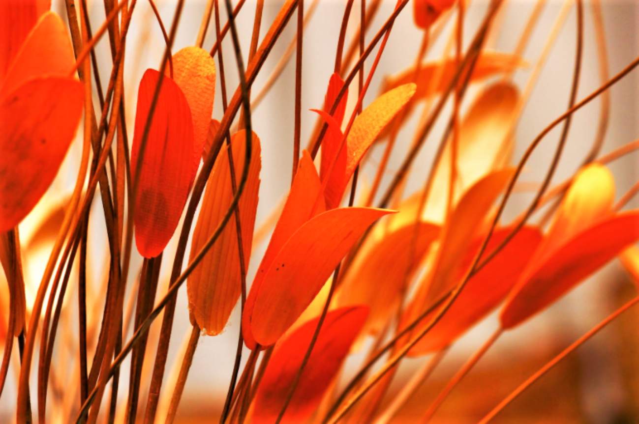 Solve Stems and Petals jigsaw puzzle online with 77 pieces