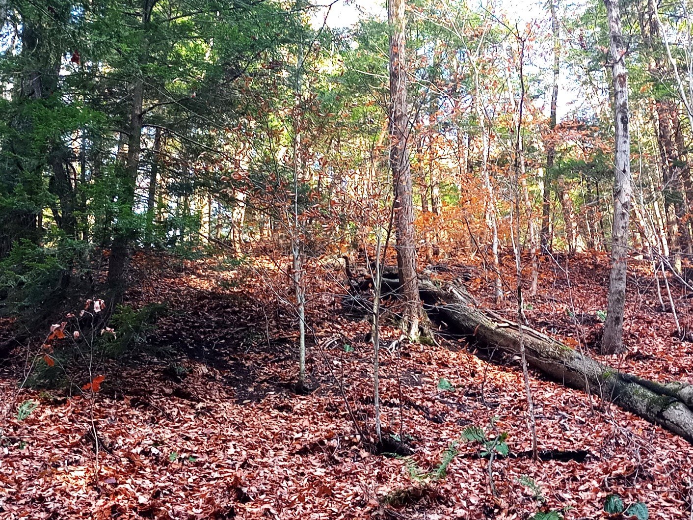 Solve Chestnut Ridge Park 5 jigsaw puzzle online with 130 pieces Solve Chestnut Ridge Park 5 jigsaw puzzle online with 130 pieces