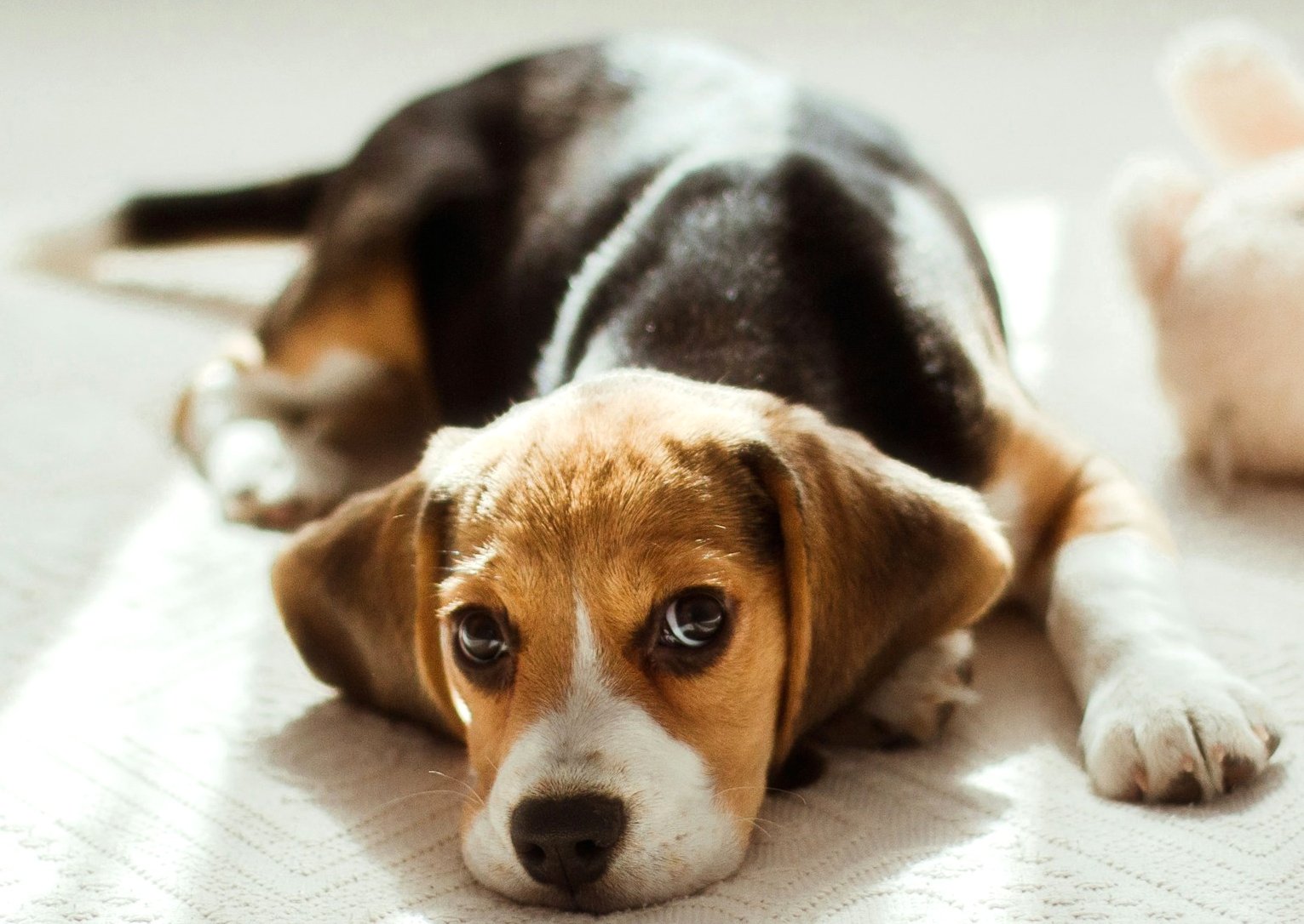 Solve Beagle Puppy Eyes jigsaw puzzle online with 88 pieces