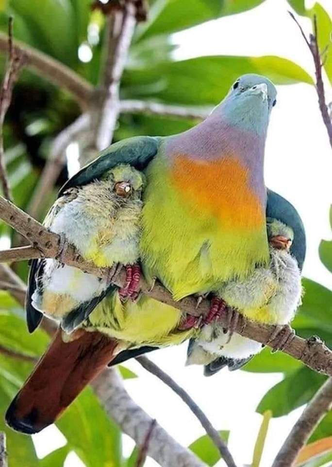 Solve Bird jigsaw puzzle online with 35 pieces