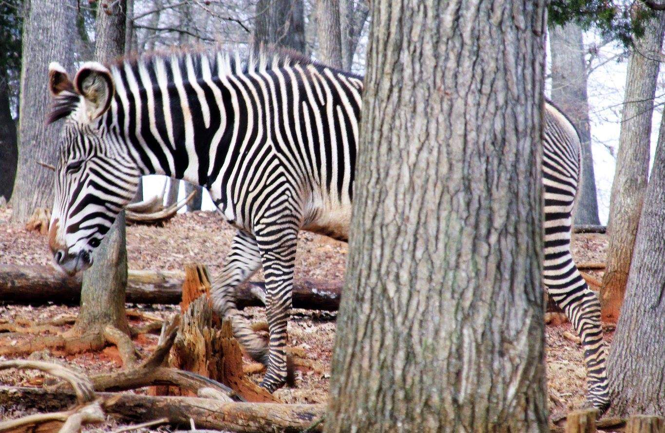 Solve THIS IS HOW ZEBRAS PLAY HIDE AND SEEK jigsaw puzzle online with 77 pieces