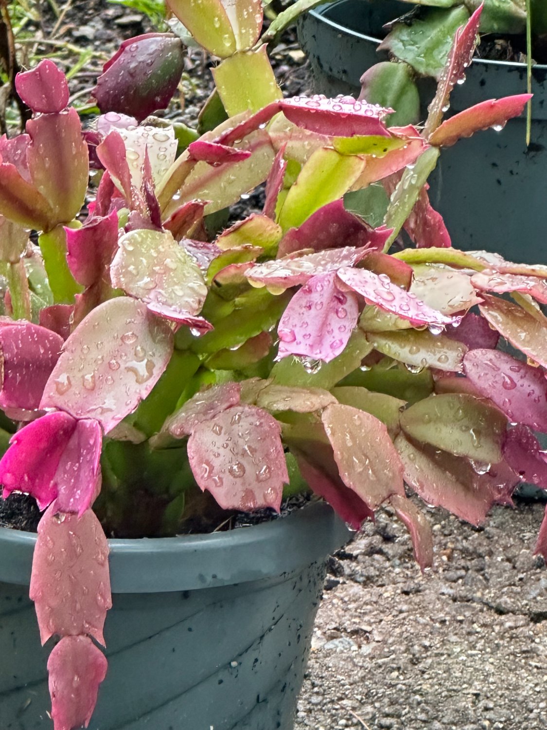 Problems With My Christmas Cactus