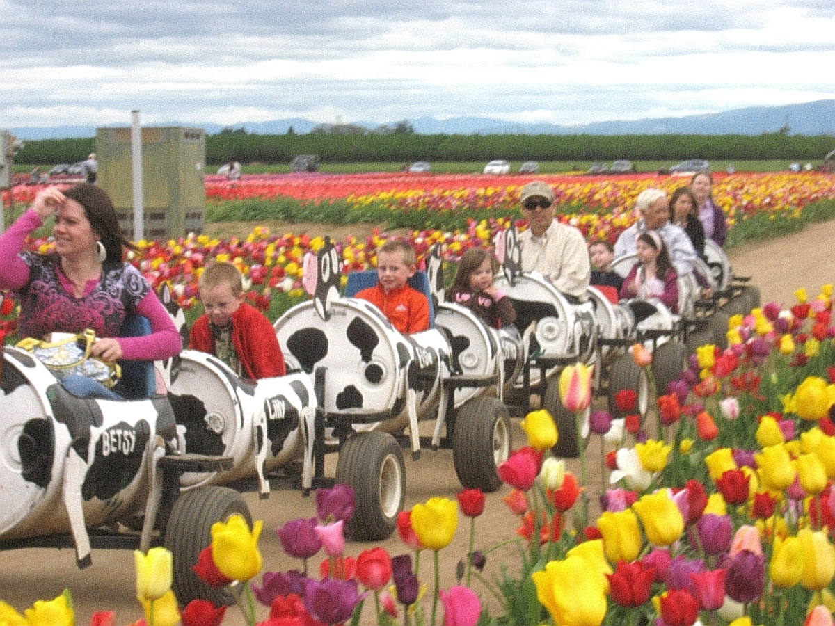 Solve Wooden Shoe Tulip Fest 25 Cow train jigsaw puzzle online with