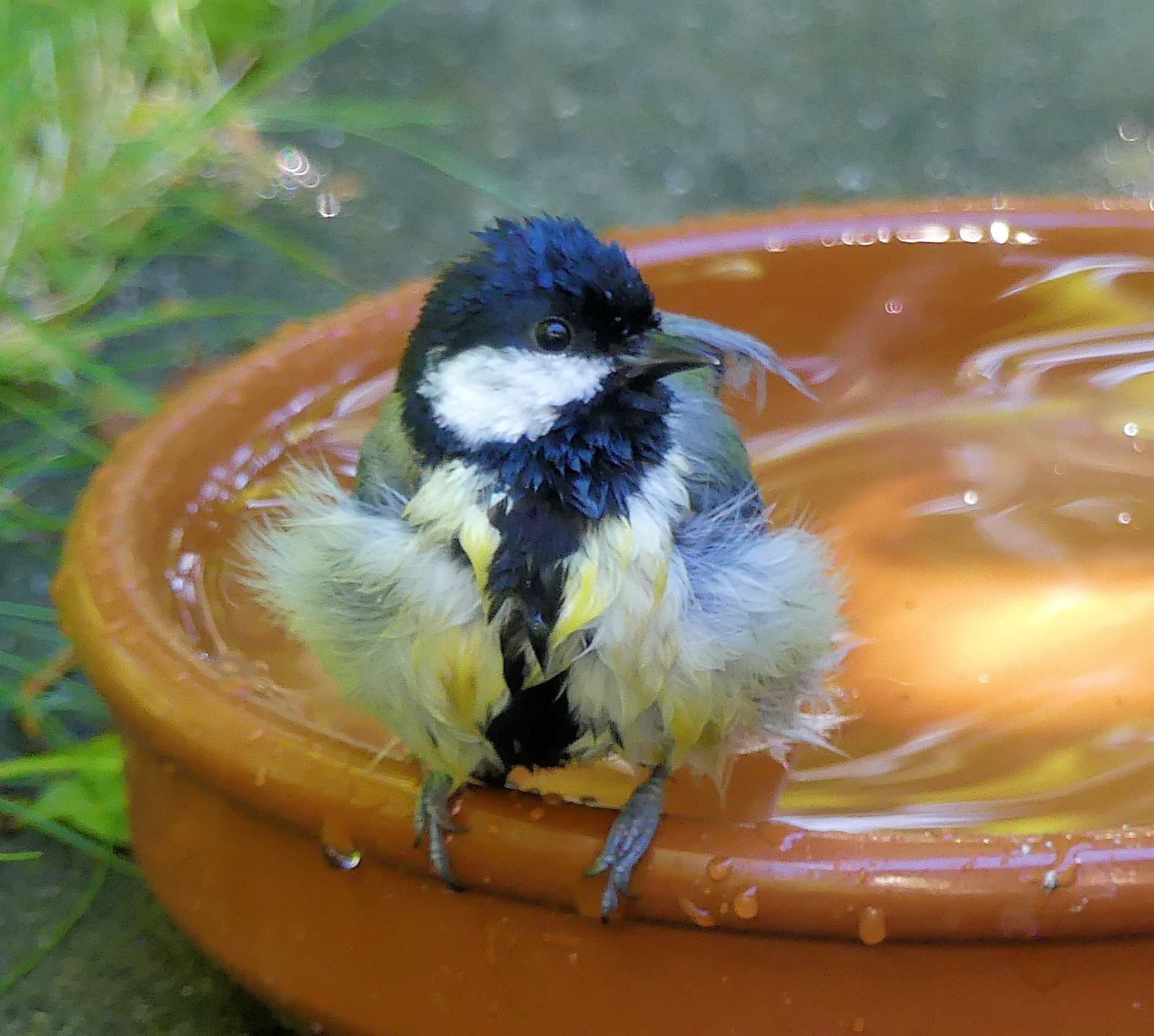 solve-great-tit-after-his-bath-koolmees-jigsaw-puzzle-online-with-72