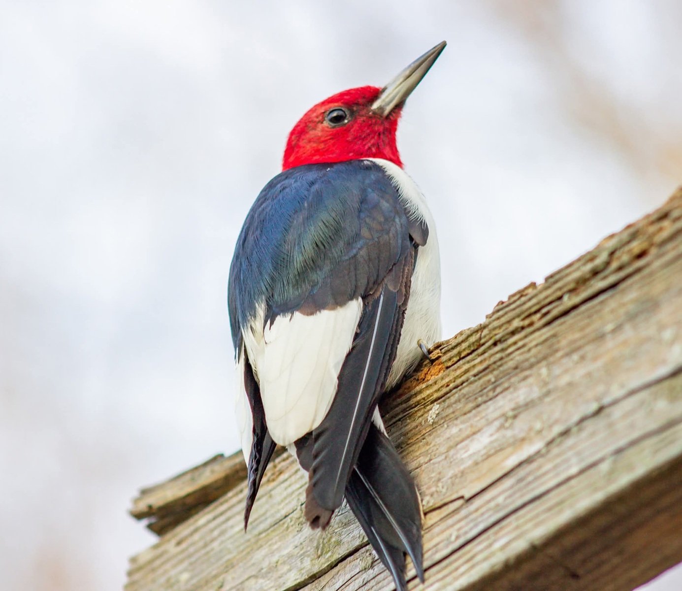 Solve Appalachian Birds: Red Headed Woodpecker jigsaw puzzle online ...