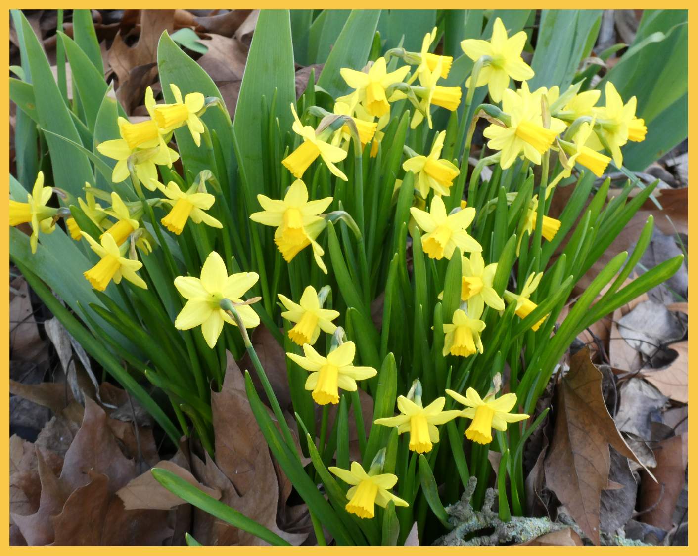Solve Narcissen pracht. Daffodil splendor. jigsaw puzzle online with 42