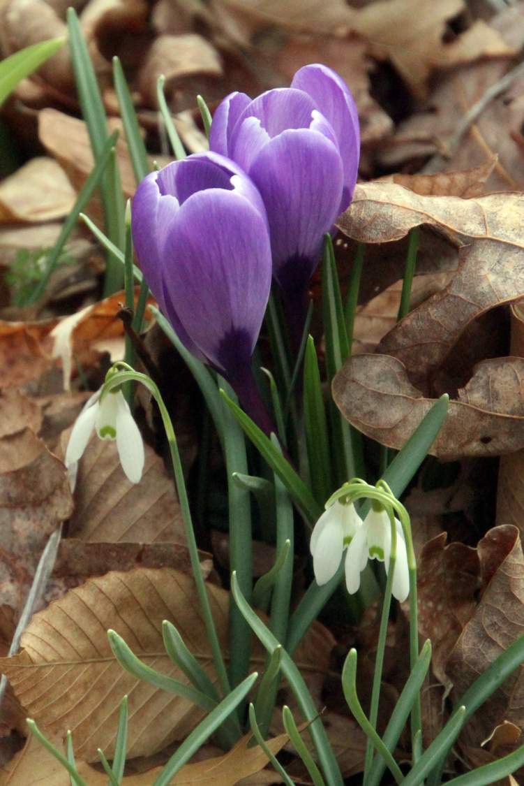 Solve Crocus and Snowdrop jigsaw puzzle online with 35 pieces