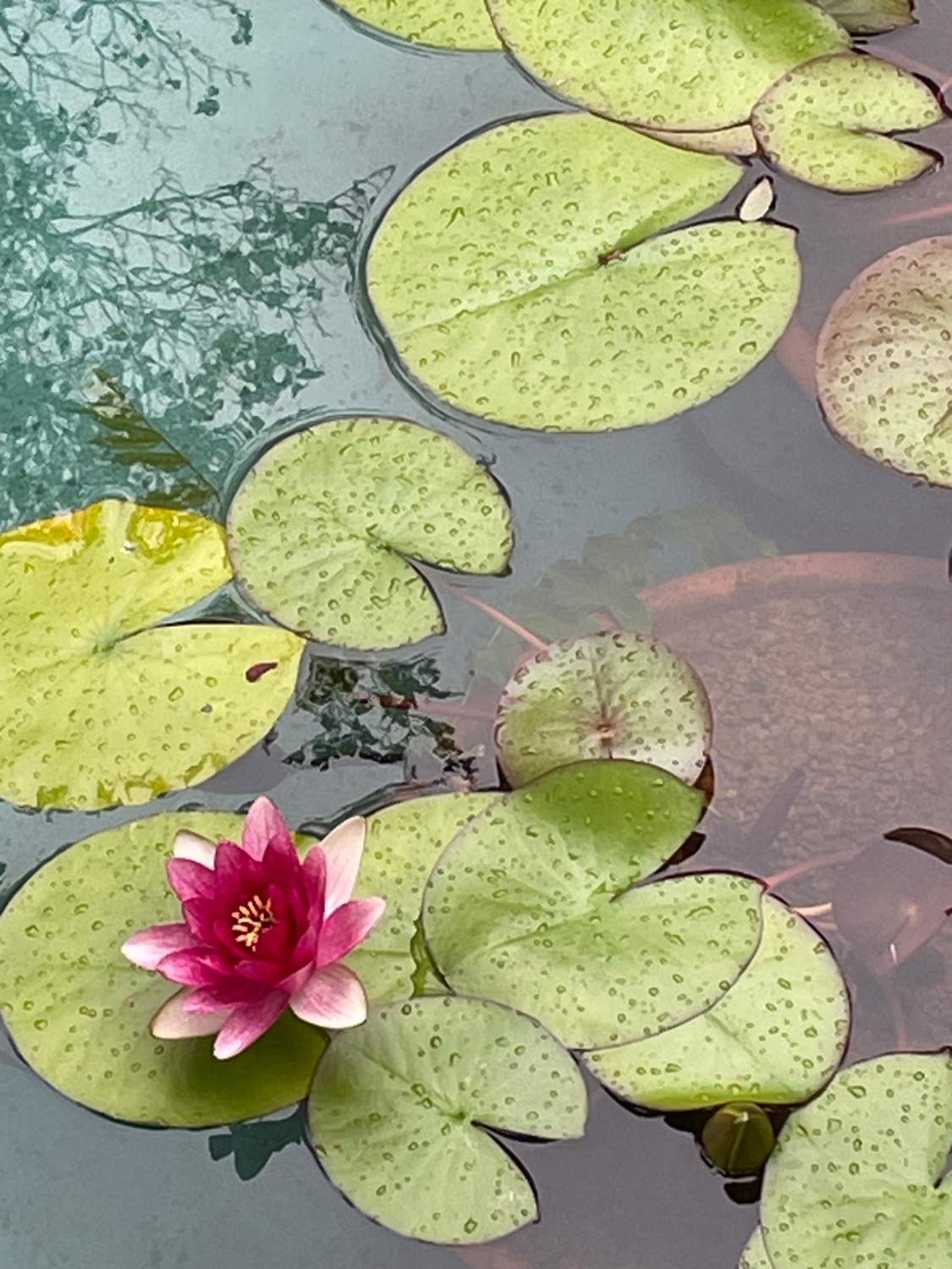 Waterlilies And Lotuses 　蓮・睡蓮　ハス　スイレン Solve 睡蓮 (スイレン) Water Lilies jigsaw puzzle online with 48 pieces
