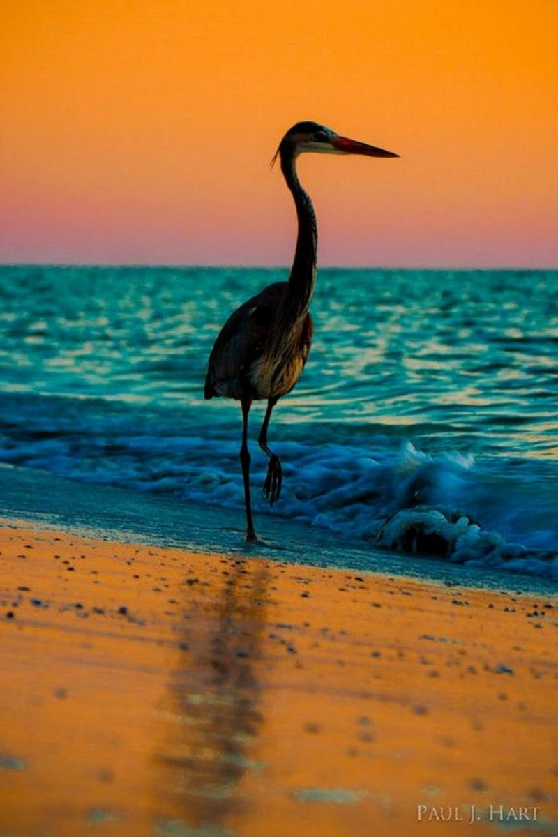 Solve Gulf of Mexico jigsaw puzzle online with 260 pieces