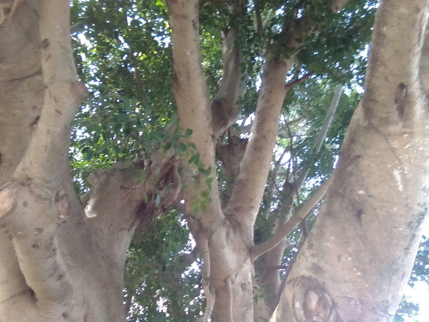 Solve 🌲 Tree 🌲 jigsaw puzzle online with 12 pieces