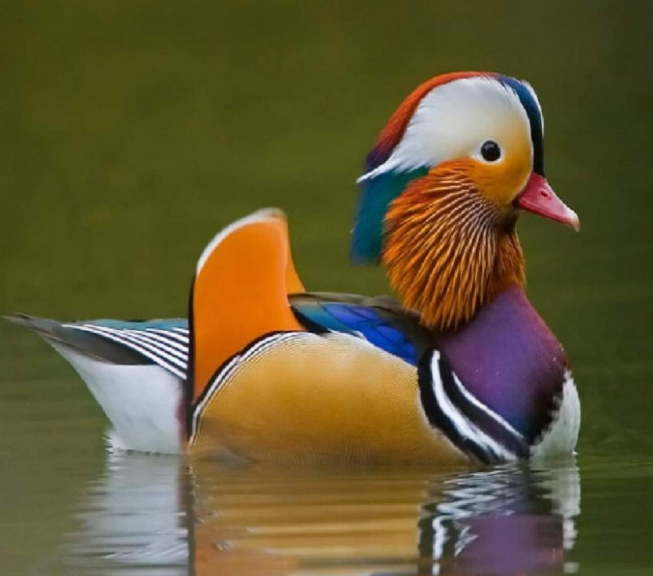 Solve Mandarin duck.... jigsaw puzzle online with 99 pieces