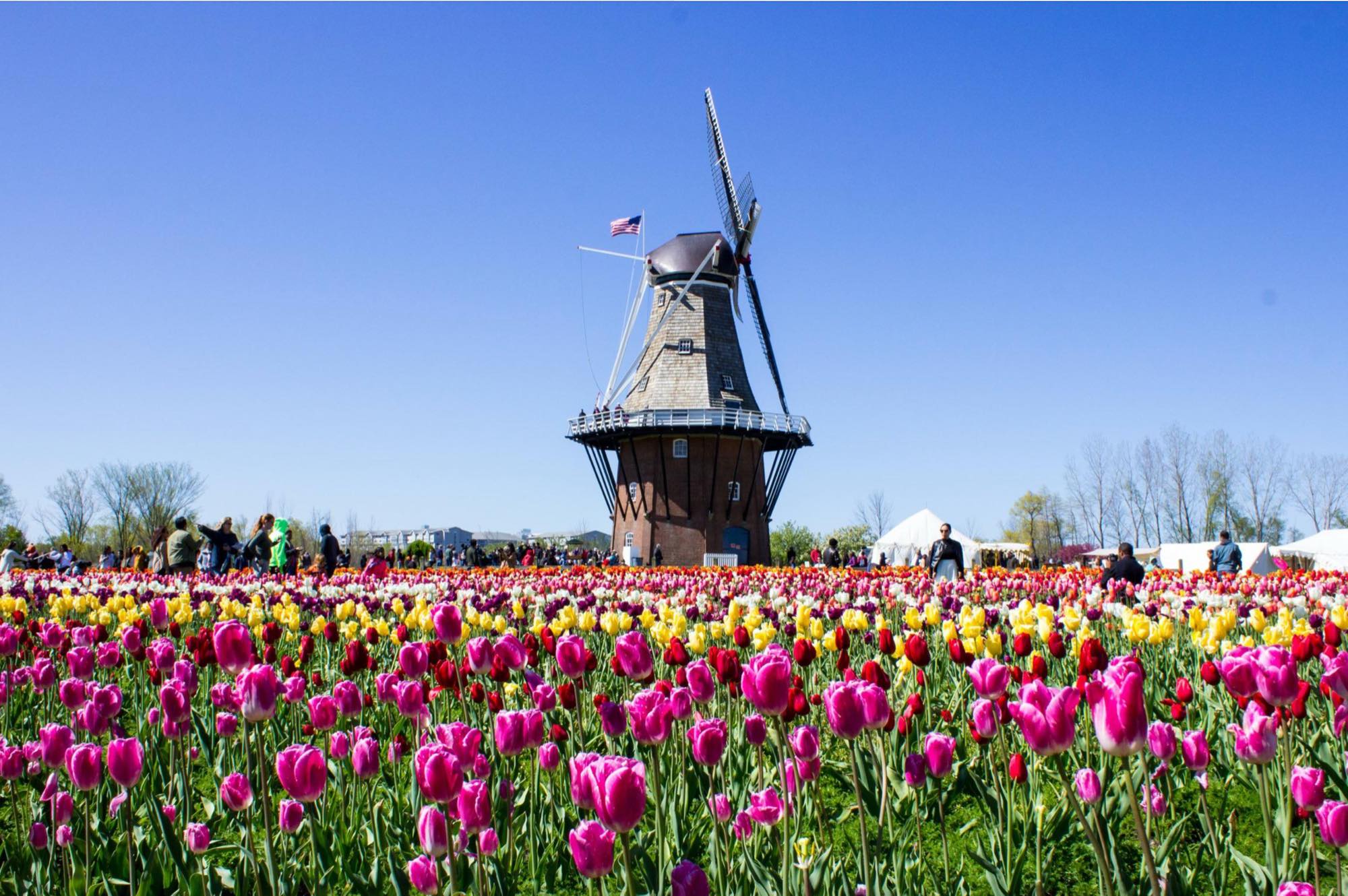Solve Tulip Festival Michigan.USA. jigsaw puzzle online with 345 pieces