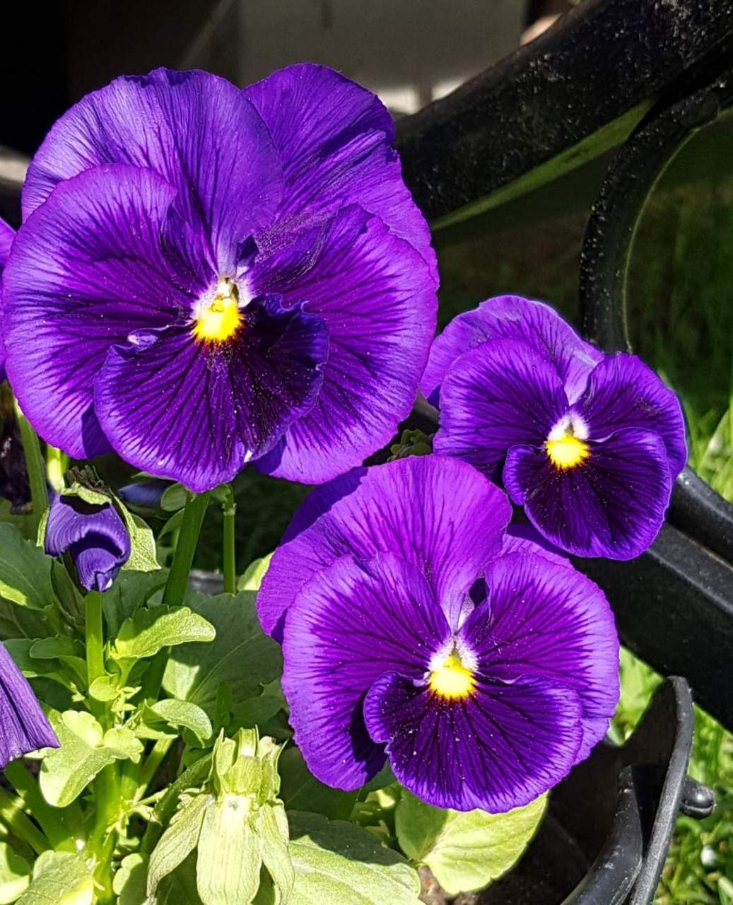 Solve Viola jigsaw puzzle online with 120 pieces