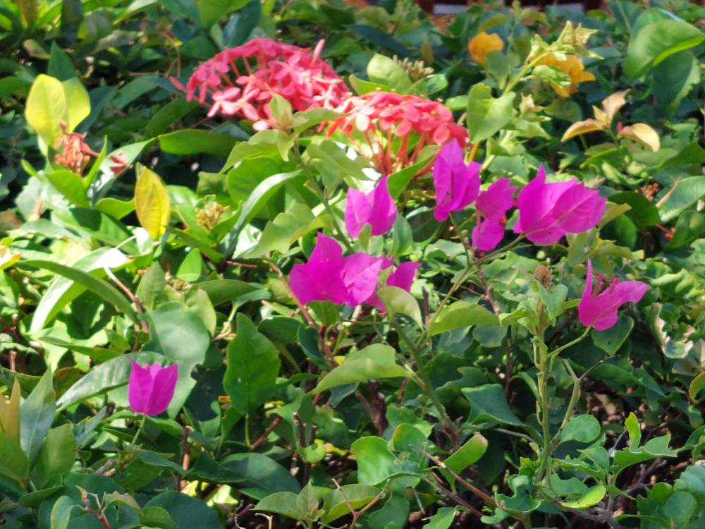 Solve Flowers in Grand Cayman jigsaw puzzle online with 12 pieces
