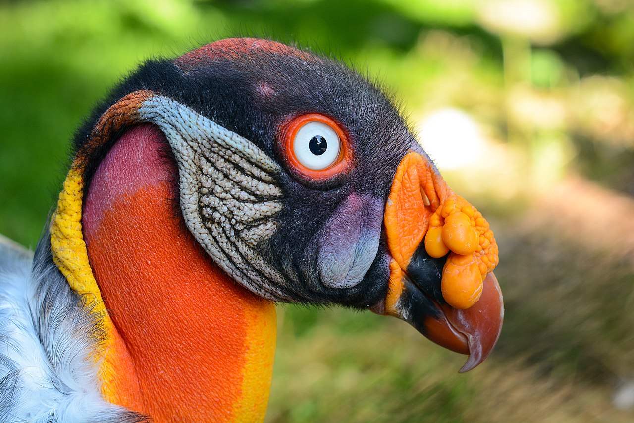 Solve King_Vulture Walsrode Bird Park, Germany jigsaw puzzle online
