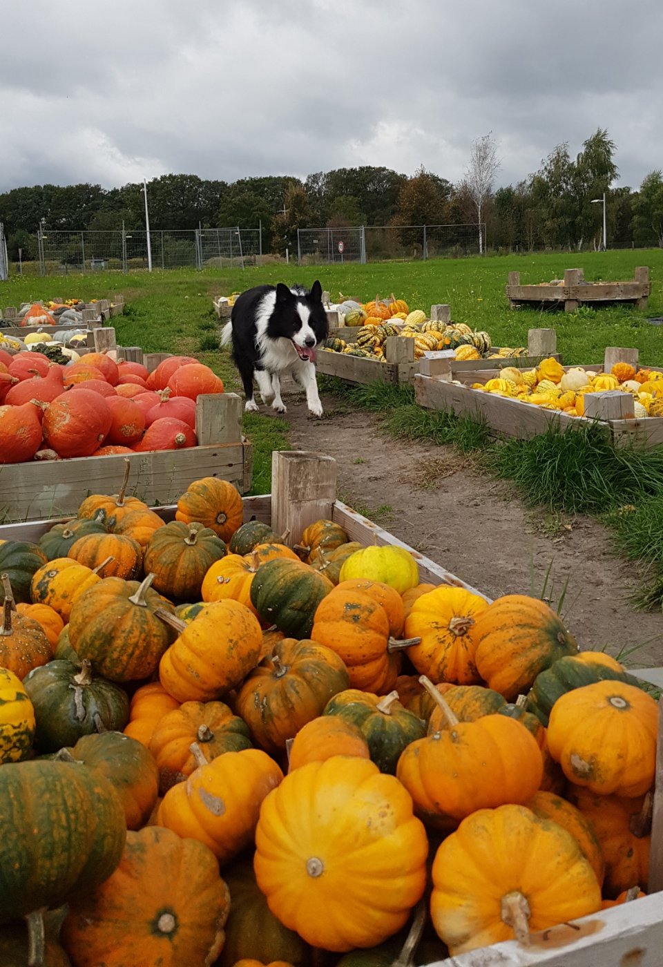 Solve Ollie and the pumpkins ️ jigsaw puzzle online with 35 pieces