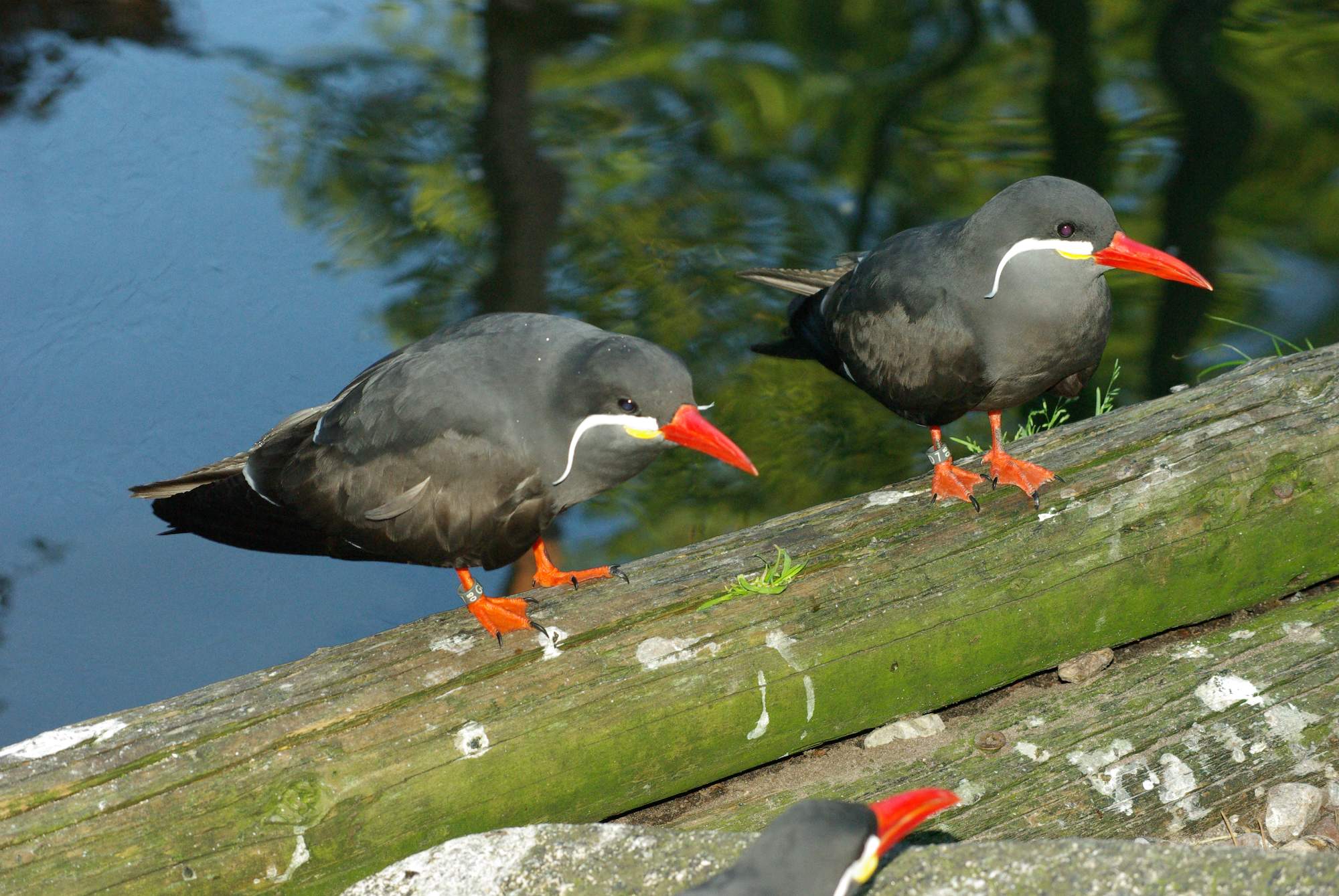 Solve VPR-Inkaseeschwalbe jigsaw puzzle online with 442 pieces