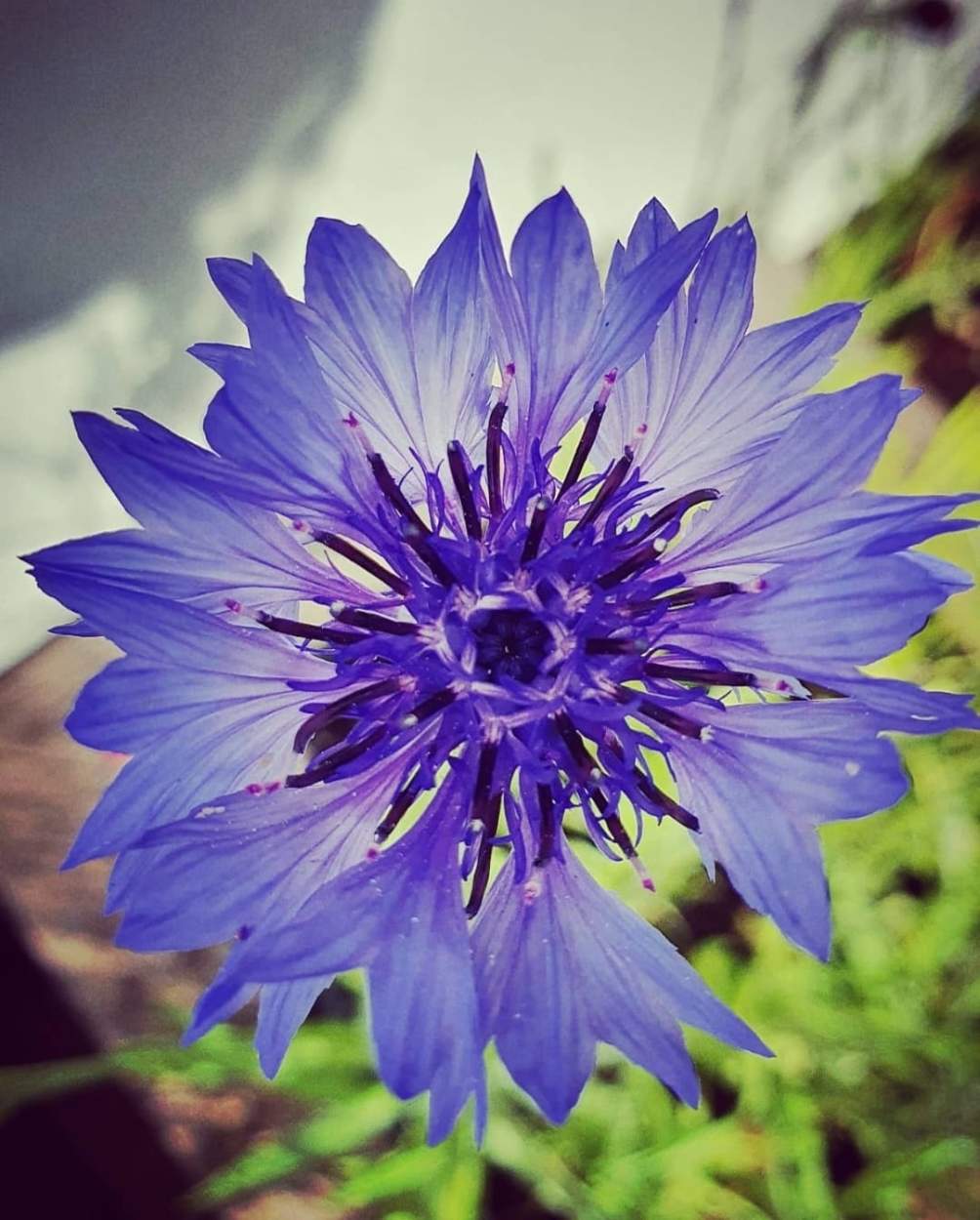 Solve Cornflower jigsaw puzzle online with 80 pieces