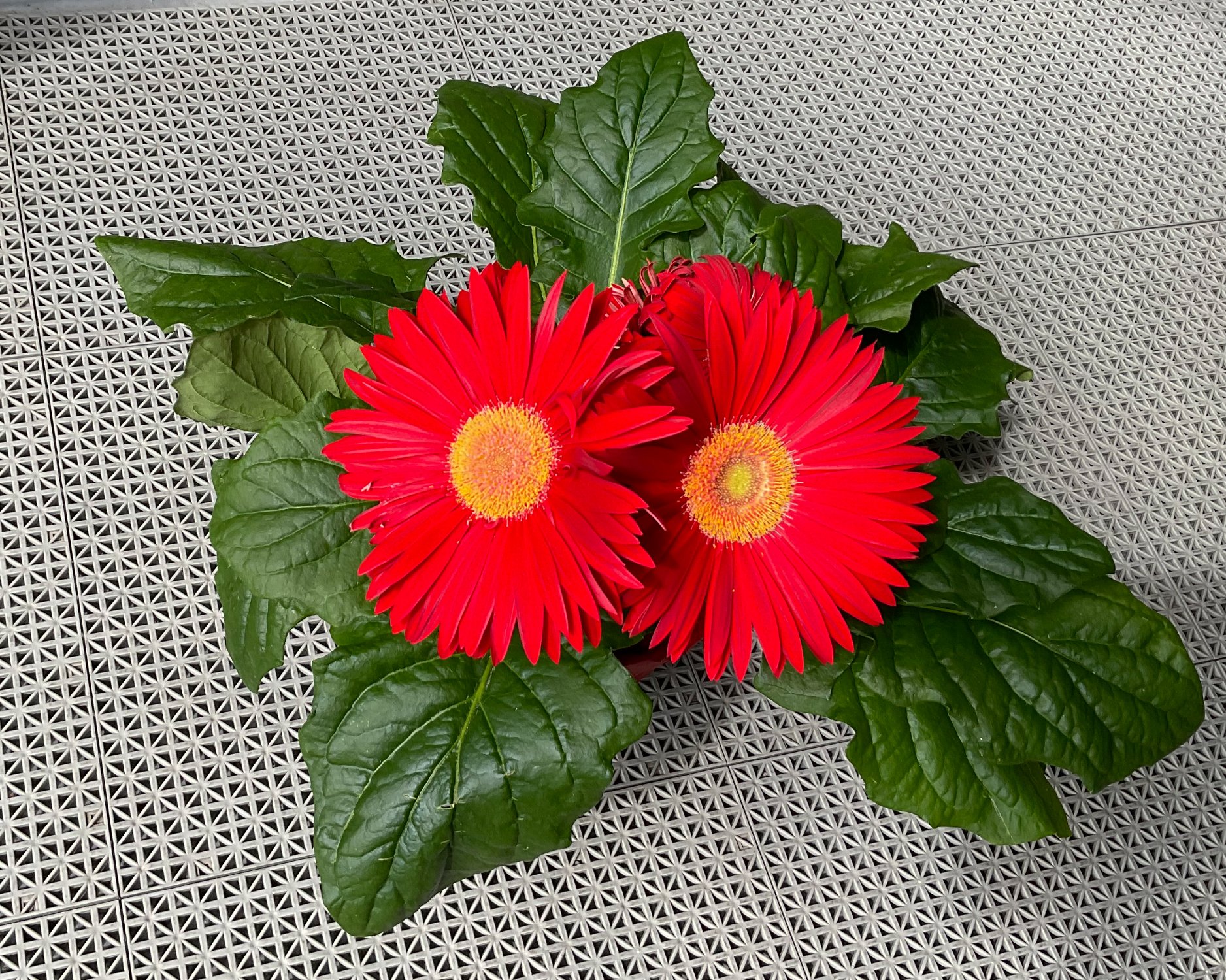 Solve Gerbera daisy jigsaw puzzle online with 130 pieces