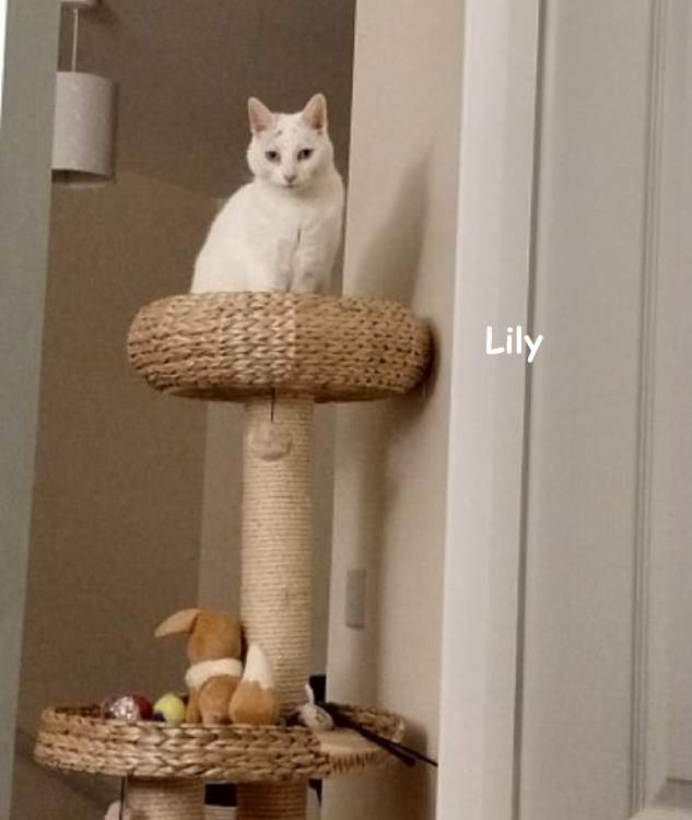 Solve Lily 0357 Watching you from the top of the cat tree jigsaw