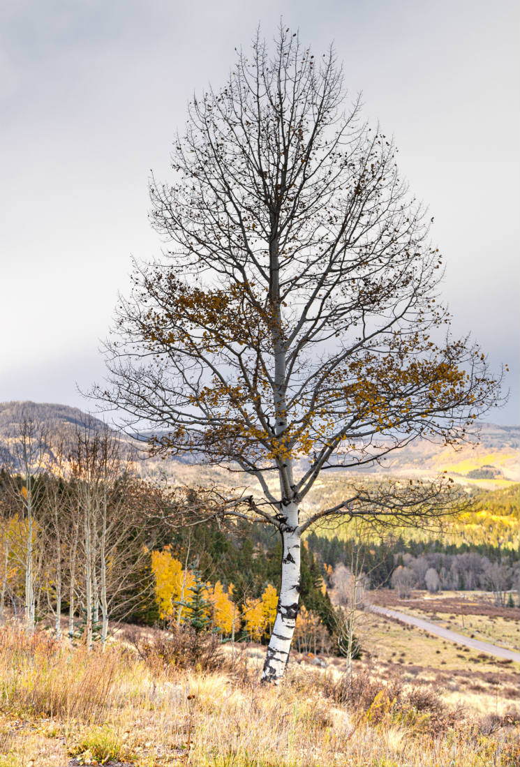 Solve A MOSTLY NUDE ASPEN jigsaw puzzle online with 77 pieces