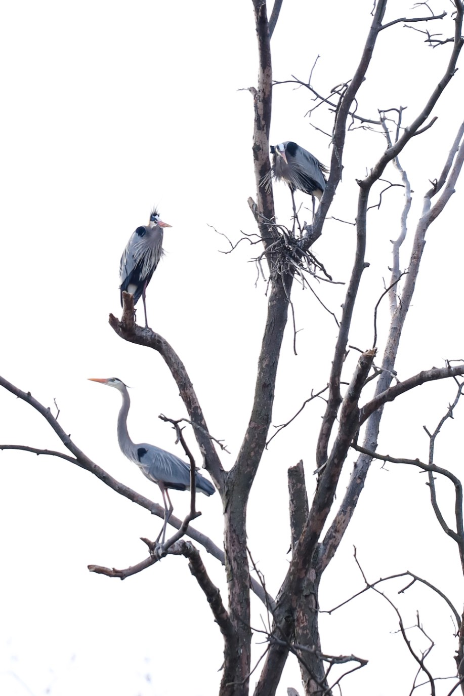 Solve A tree of Great Blue Herons jigsaw puzzle online with 77 pieces