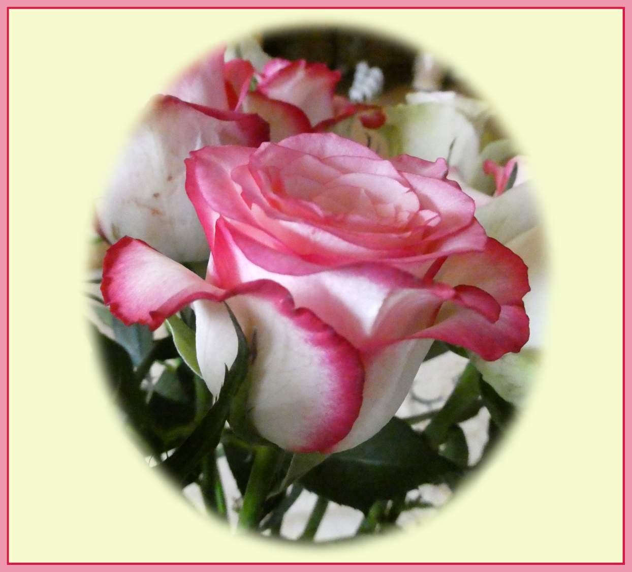 Solve Gekregen roosjes. Got roses. jigsaw puzzle online with 42 pieces