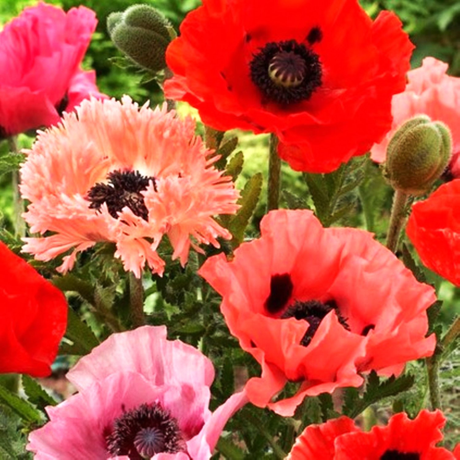 Solve Poppies jigsaw puzzle online with 144 pieces