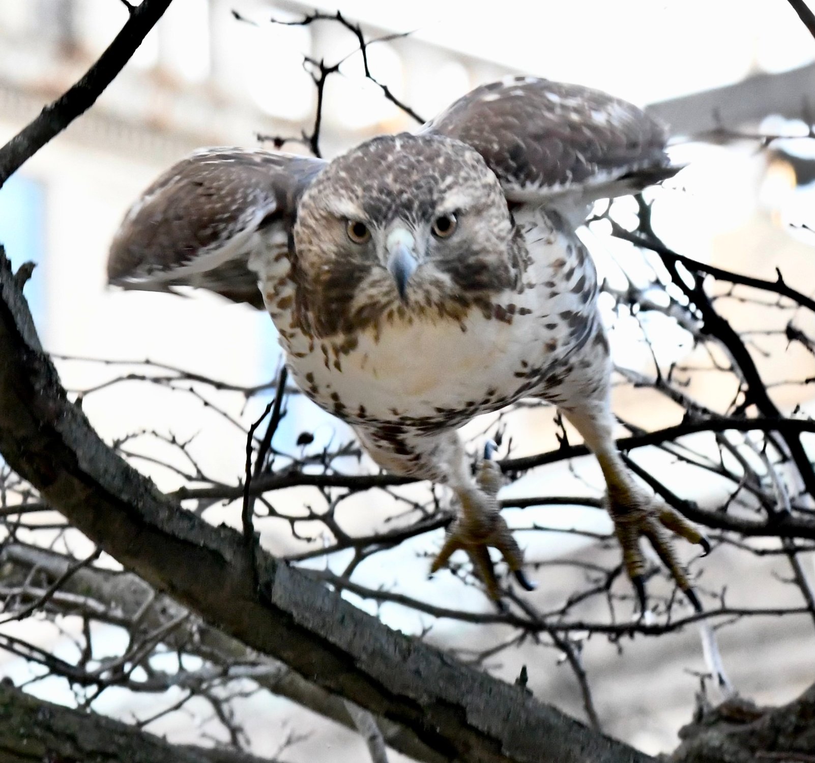 Jigsaw Puzzle | 72 pieces | A Hawk in Central Park | Jigidi
