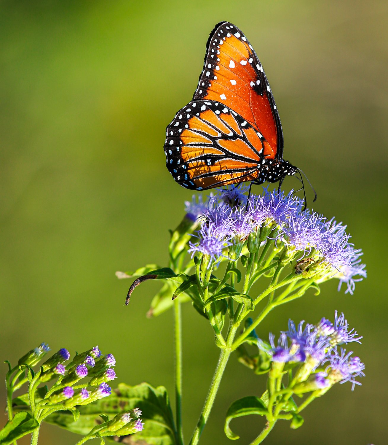 Solve a monarch butterfly jigsaw puzzle online with 90 pieces