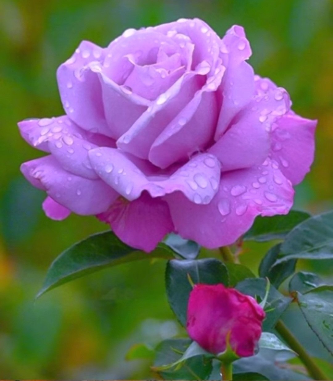 Solve A Perfect Rose jigsaw puzzle online with 56 pieces