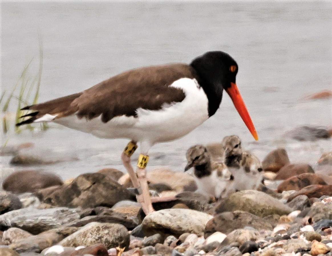 Solve Yesterday at the beach Papa Oystercatcher and the kids jigsaw