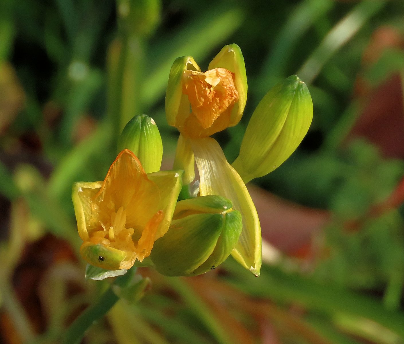 solve-daylily-opening-up-in-december-jigsaw-puzzle-online-with-42-pieces