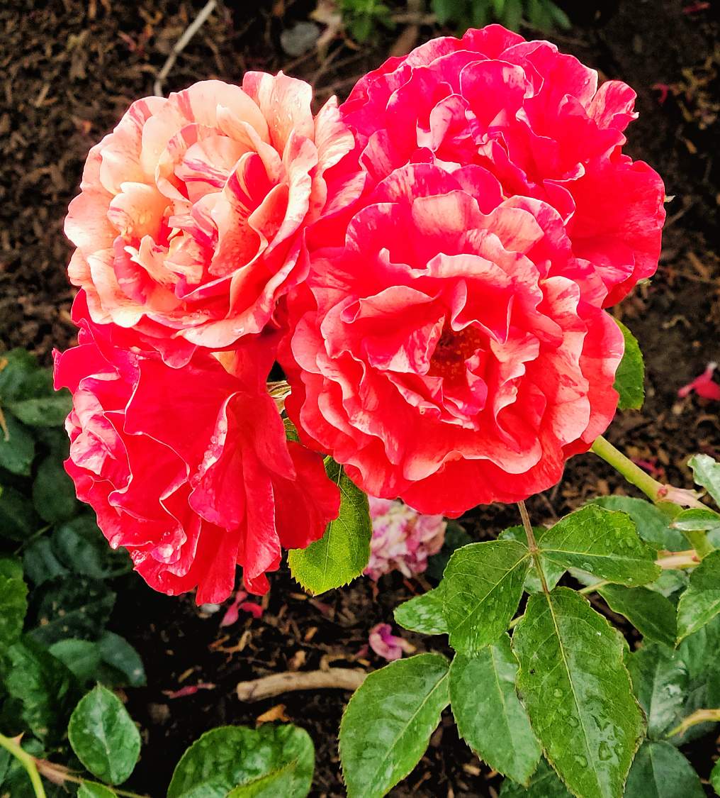 Jigsaw Puzzle | Rose Cluster | 30 pieces | Jigidi