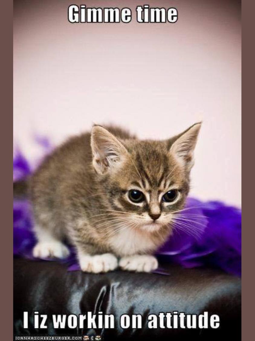 My cat be like. Эдит с кошкой. angry kitten. cat burns.