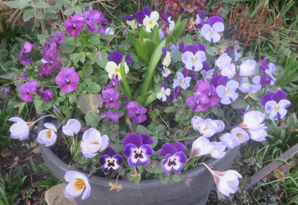 Solve Violas and crocus jigsaw puzzle online with 12 pieces