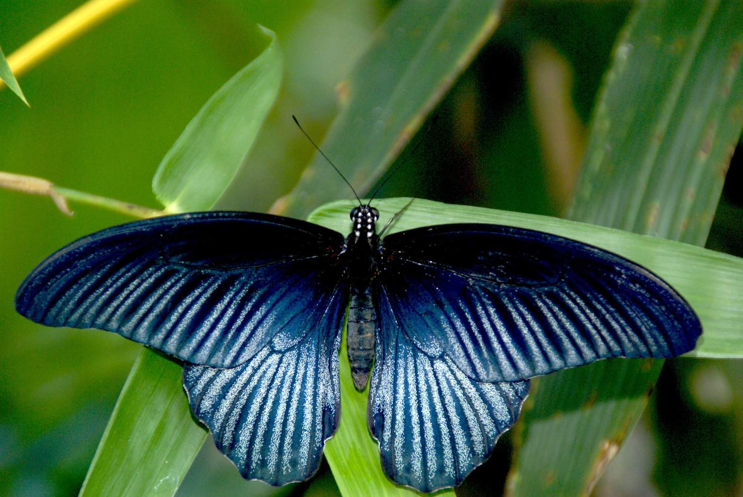 Solve Bug jigsaw puzzle online with 77 pieces