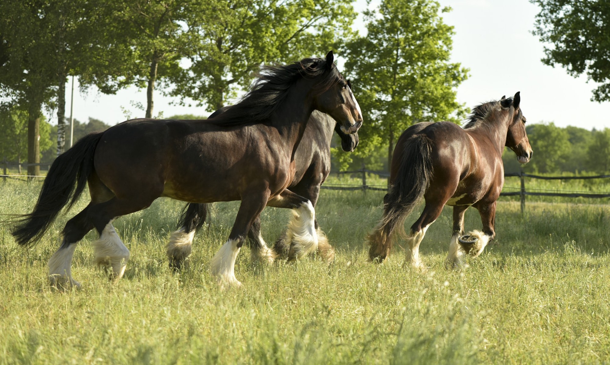 Solve Paarden Jigsaw Puzzle Online With 135 Pieces solve-paarden-jigsaw-puzzle-online-with-135-pieces