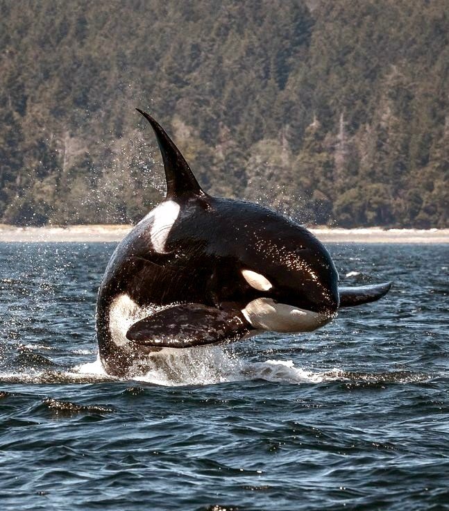 Solve The orca (Orcinus orca), or killer whale jigsaw puzzle online ...