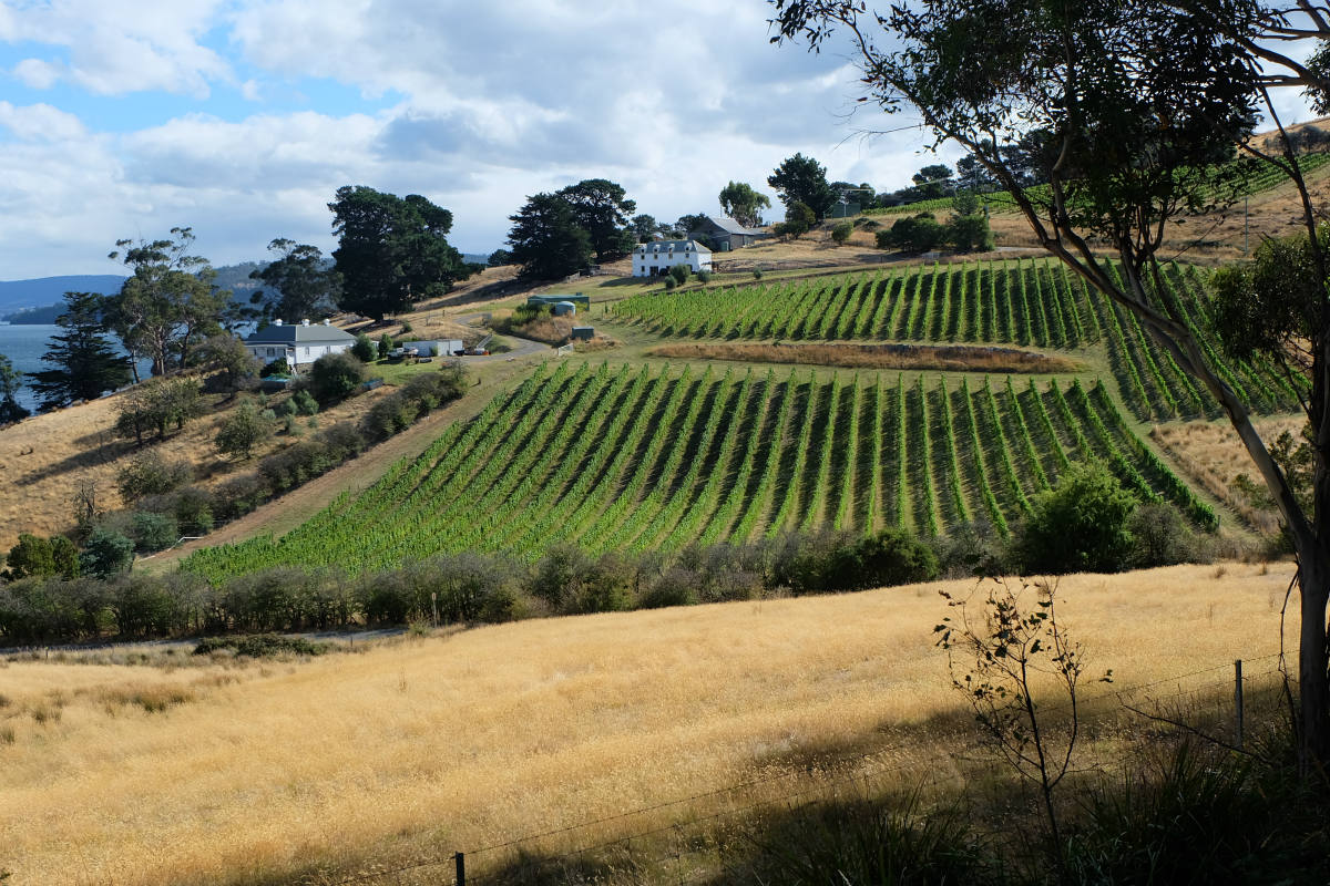 Solve Vineyards south of Hobart, Tasmania jigsaw puzzle online with 96