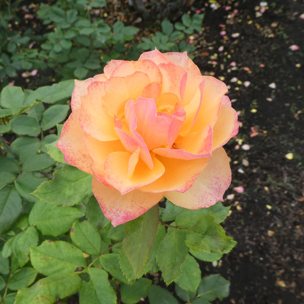 Solve Balboa Park Rose Garden San Diego California Jigsaw Puzzle solve-balboa-park-rose-garden-san-diego-california-jigsaw-puzzle
