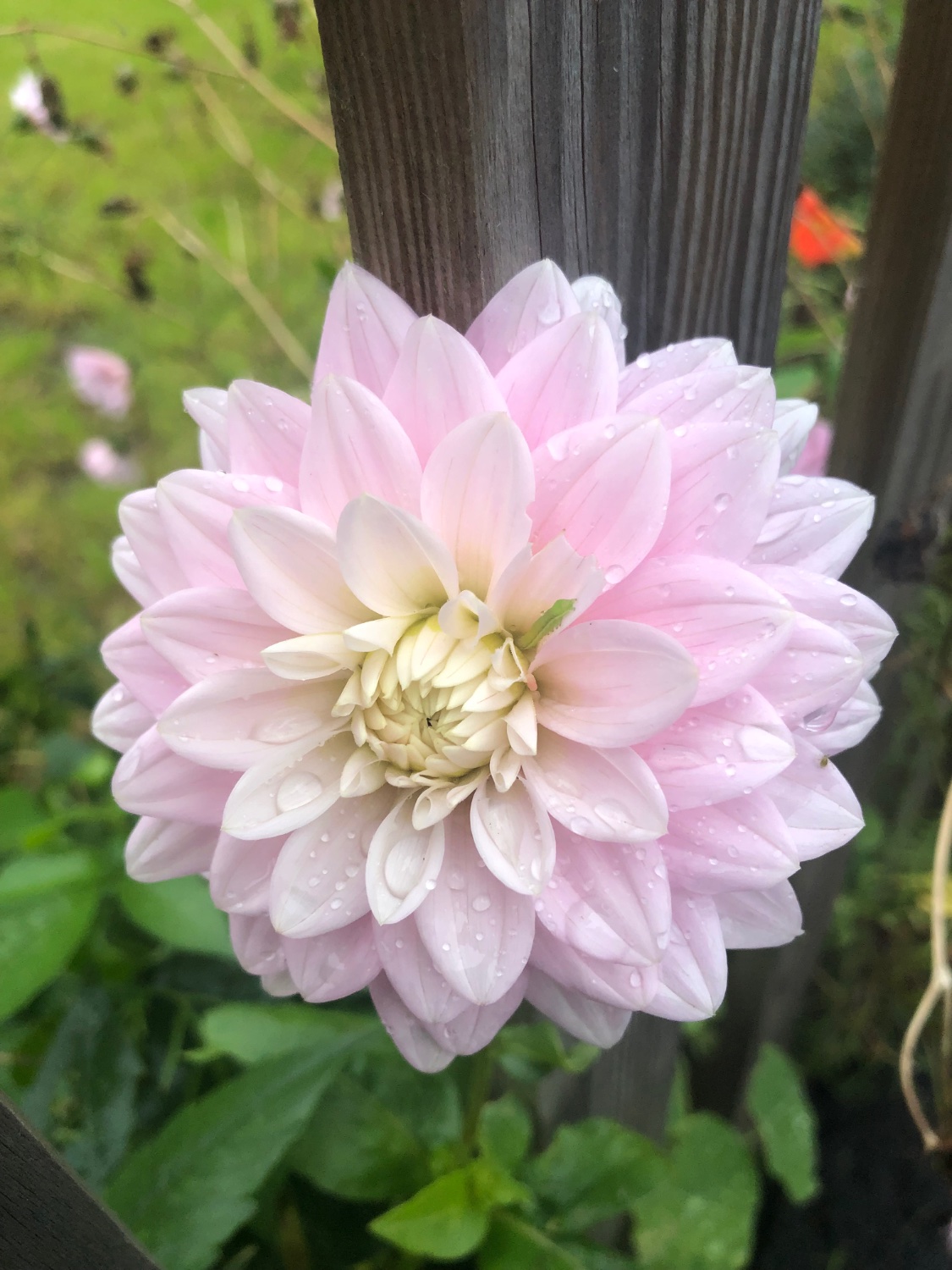 Pink and White Dahlia jigsaw puzzle in Flowers puzzles on