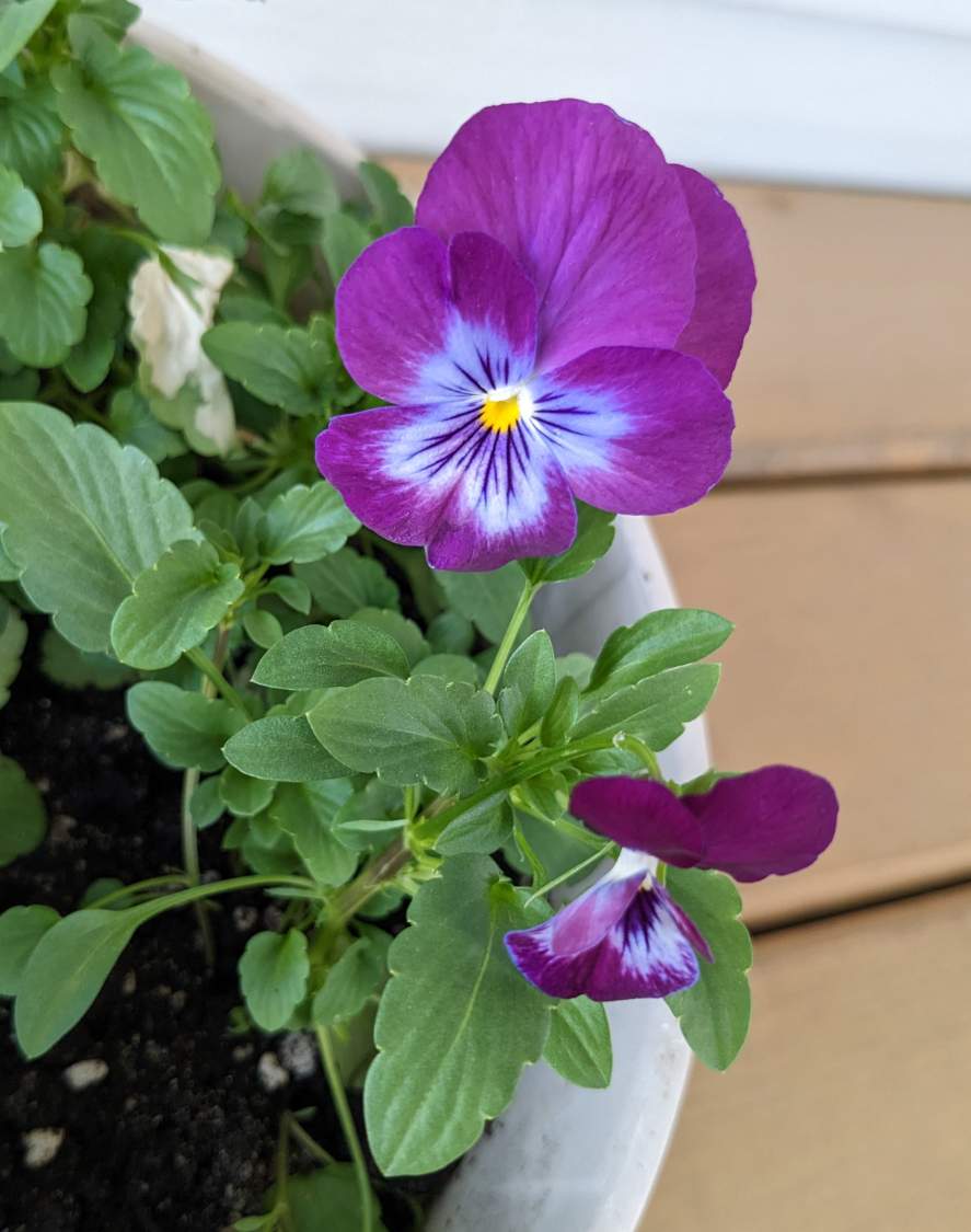 Solve Delightful little violas jigsaw puzzle online with 42 pieces