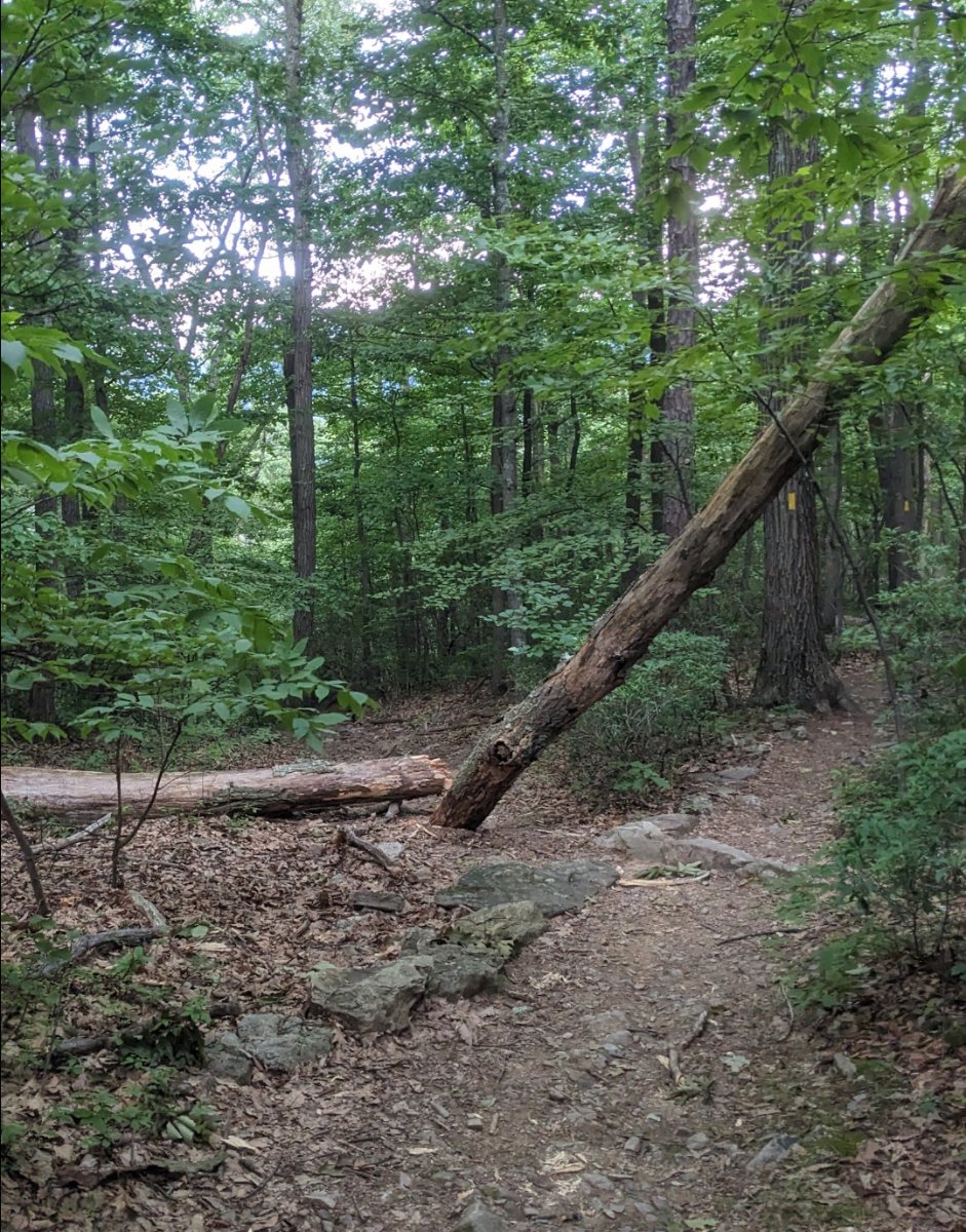 Solve Trail blockade jigsaw puzzle online with 30 pieces