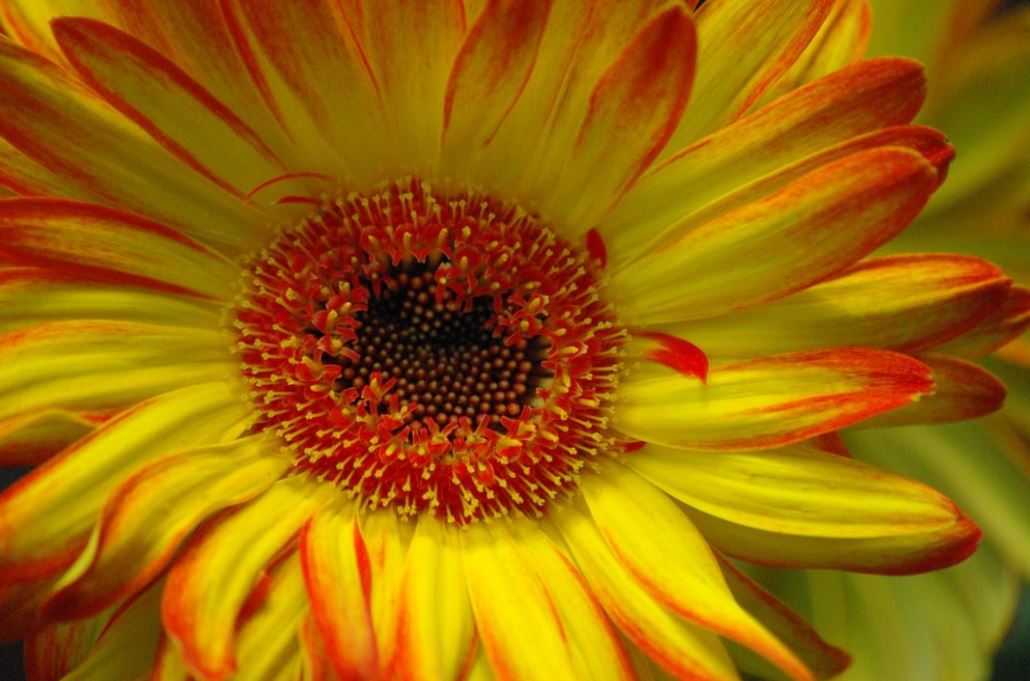Solve Gerbera Daisy jigsaw puzzle online with 77 pieces