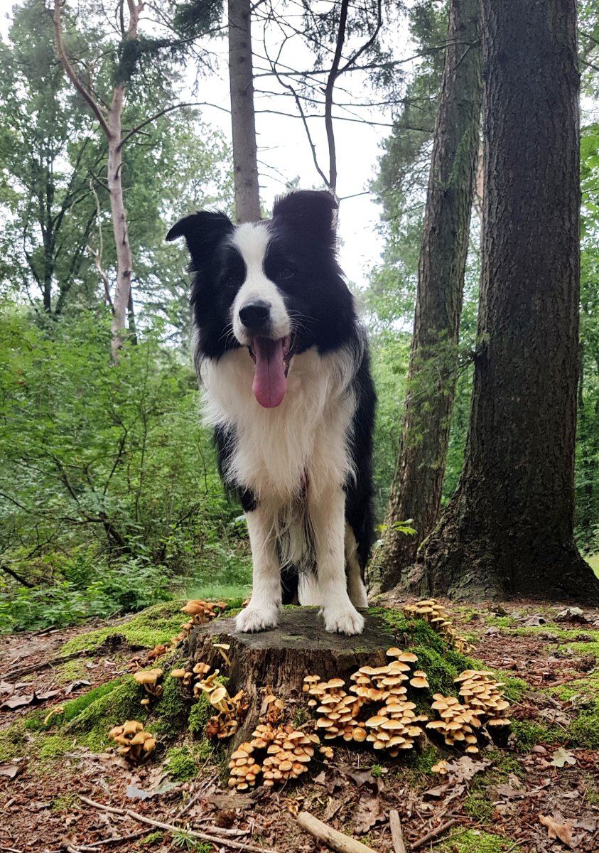 Solve Ollie on another walk ️ jigsaw puzzle online with 24 pieces