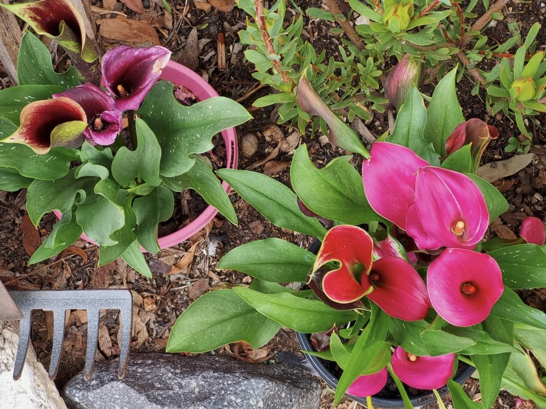 Solve Calla Lilies jigsaw puzzle online with 48 pieces