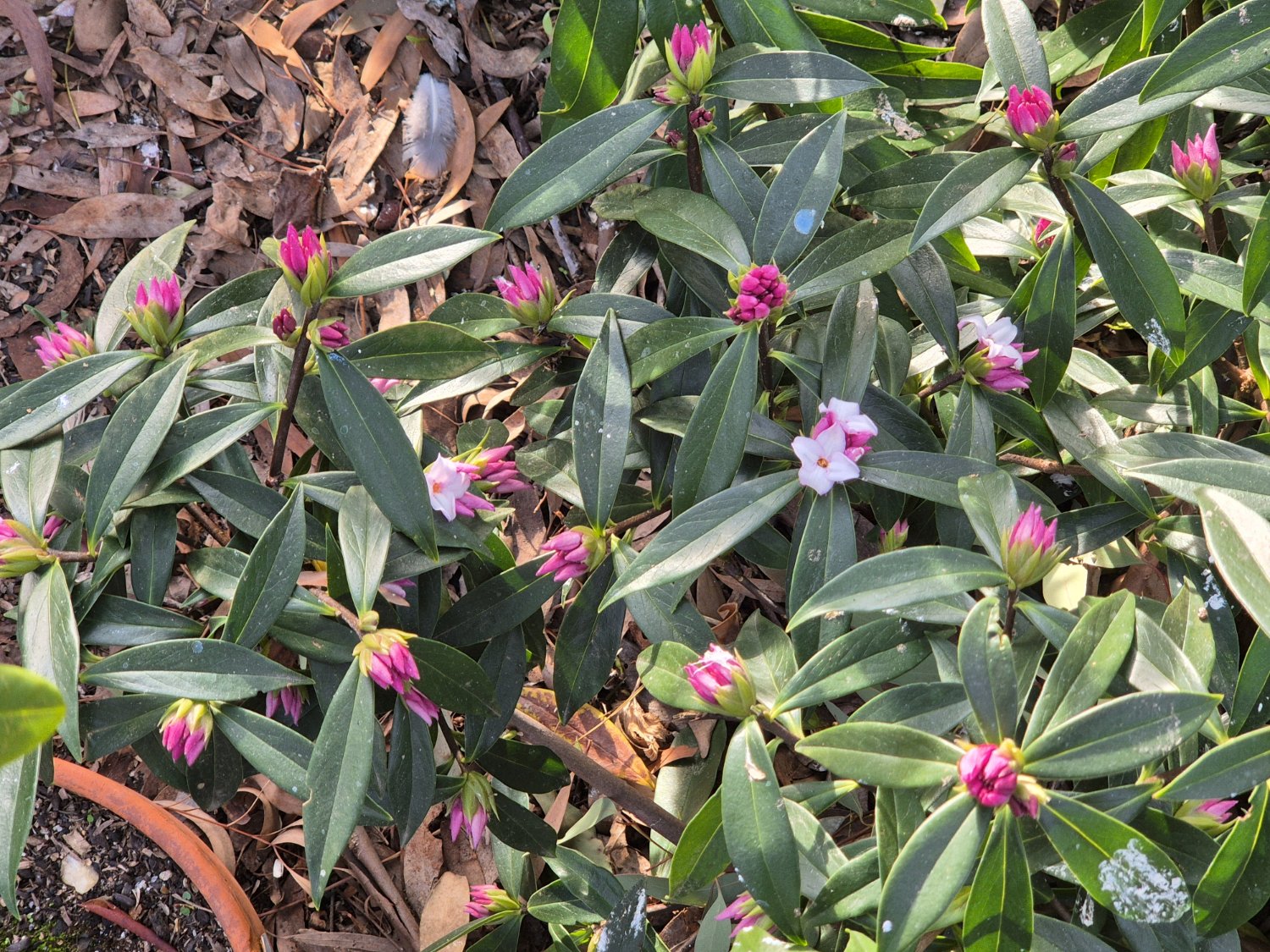 Solve Perfume Princess Earliest Starter jigsaw puzzle online with 30