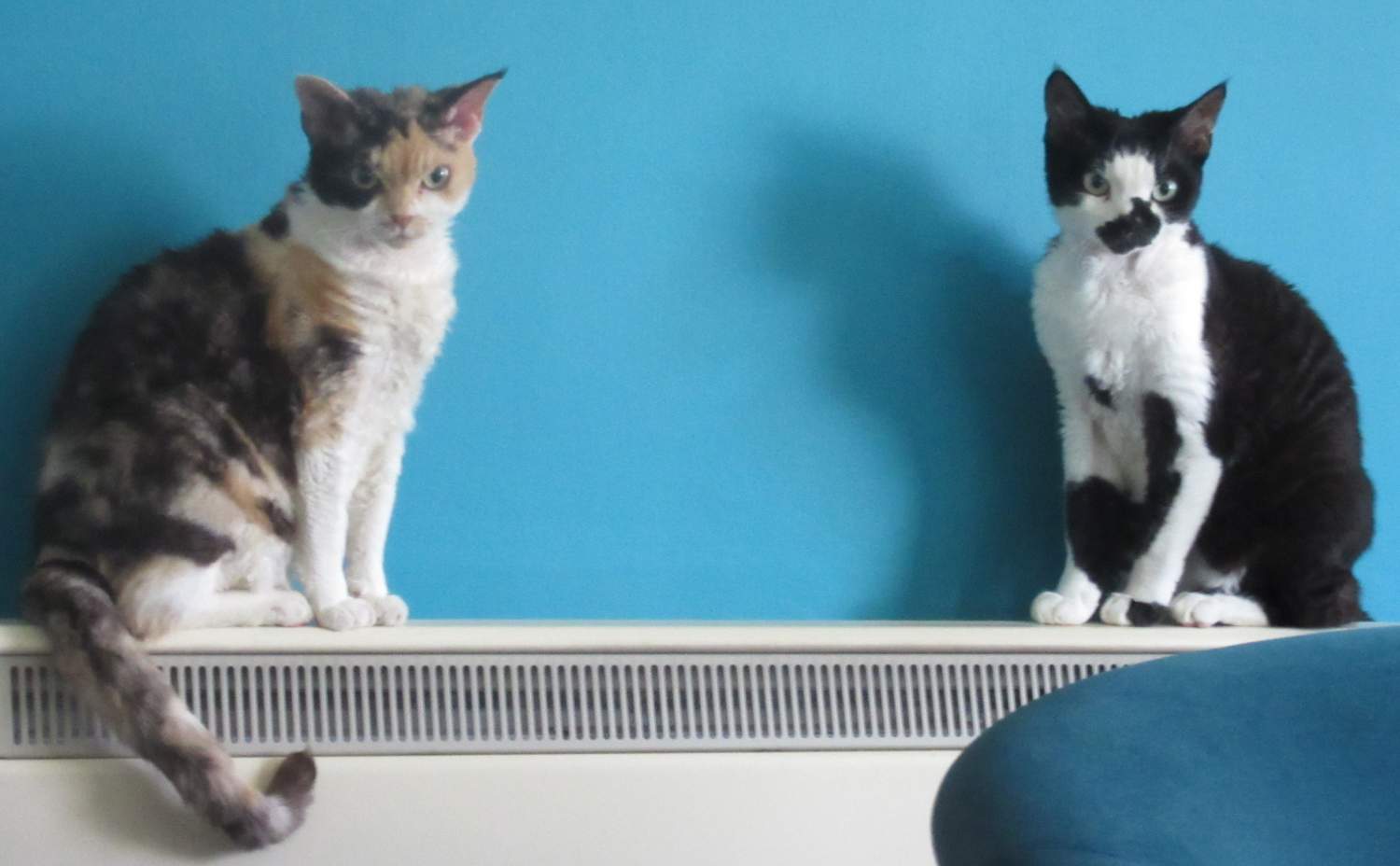 Solve p and tbookends jigsaw puzzle online with 54 pieces