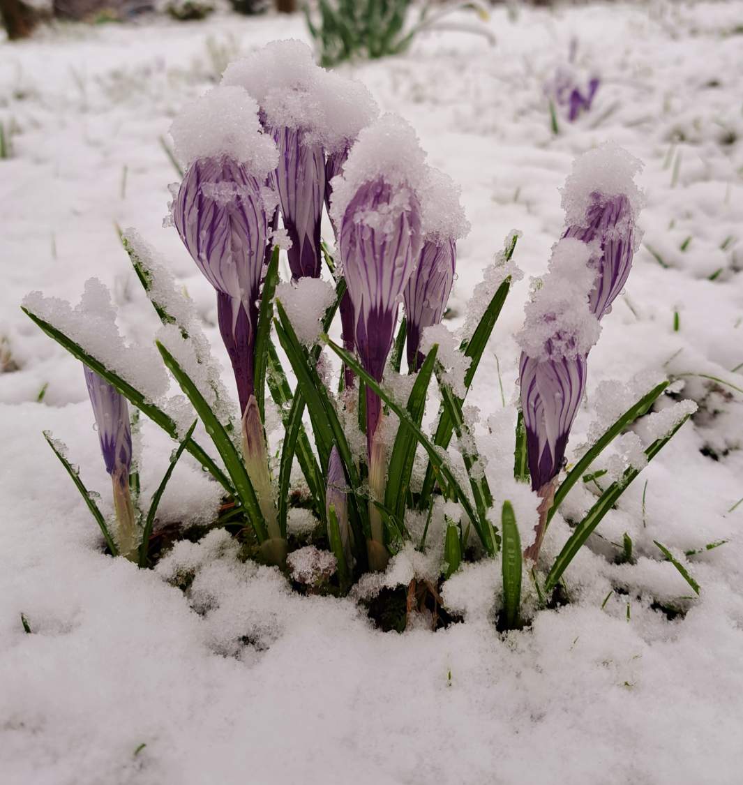 Solve Crocus 'Pickwick' jigsaw puzzle online with 64 pieces